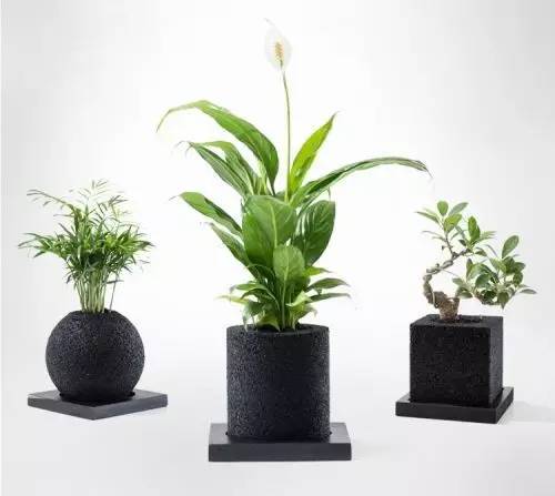 怎么除甲醛靠得牢？竹炭、植物成***“騙局”