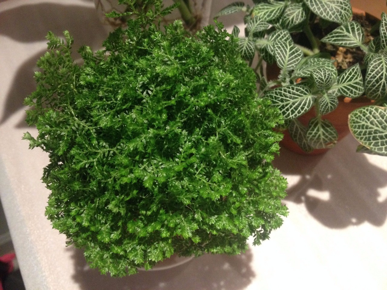 怎么除甲醛靠得牢？竹炭、植物成***“騙局”