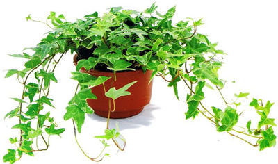 記住這四條規(guī)則，巧用植物甲醛治理！