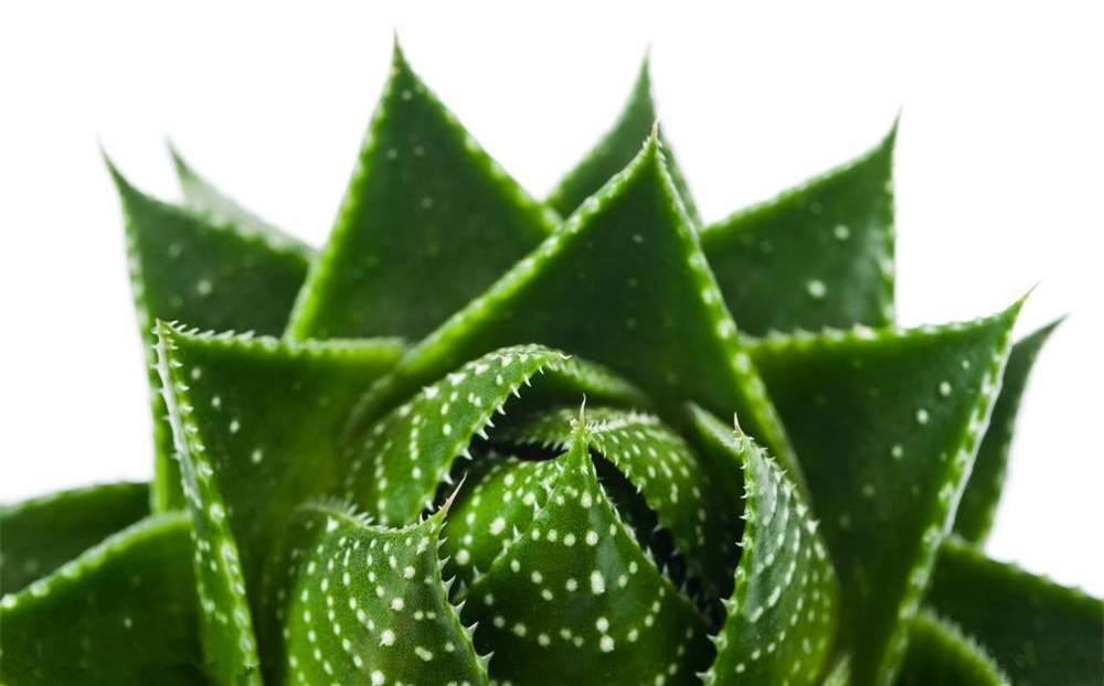 記住這四條規(guī)則，巧用植物甲醛治理！