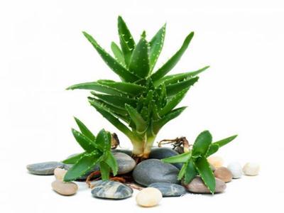 去除房間甲醛的植物有哪些？