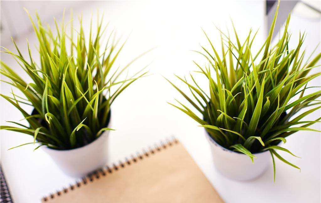 植物能治理甲醛嗎？科學(xué)使用植物很重要