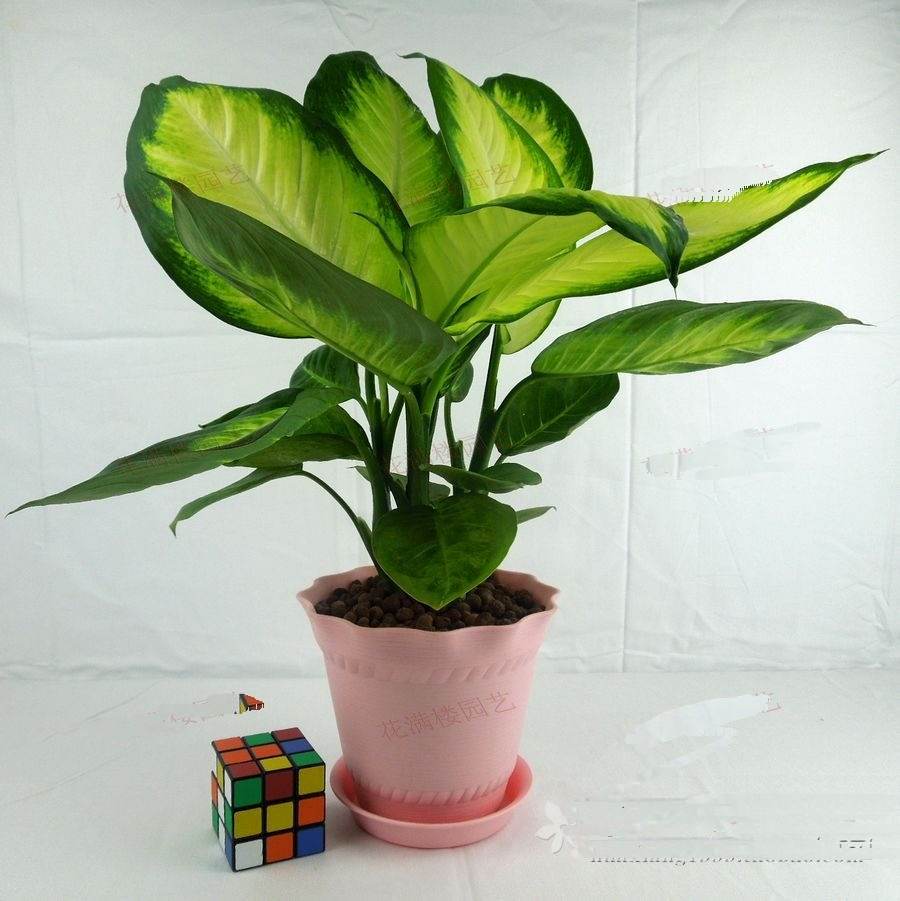 哪些植物可以除甲醛，本事***呢？