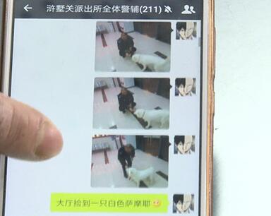 有問(wèn)題找警察，薩摩耶派出所報(bào)案，不注意這件事，對(duì)狗狗致命，警察蜀黍卻幫不上忙！