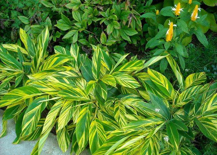 新房除甲醛，您一定不會(huì)失手！
