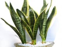 用什么植物除甲醛最好？