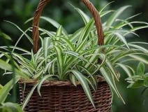 綠色植物大作戰(zhàn)，顏值最高的凈化空氣方法