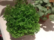 這幾種植物擺家中，空氣清新一整年！