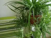 除甲醛，竹炭綠植不給力