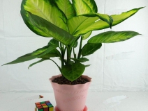 哪些植物可以除甲醛，本事最大呢？